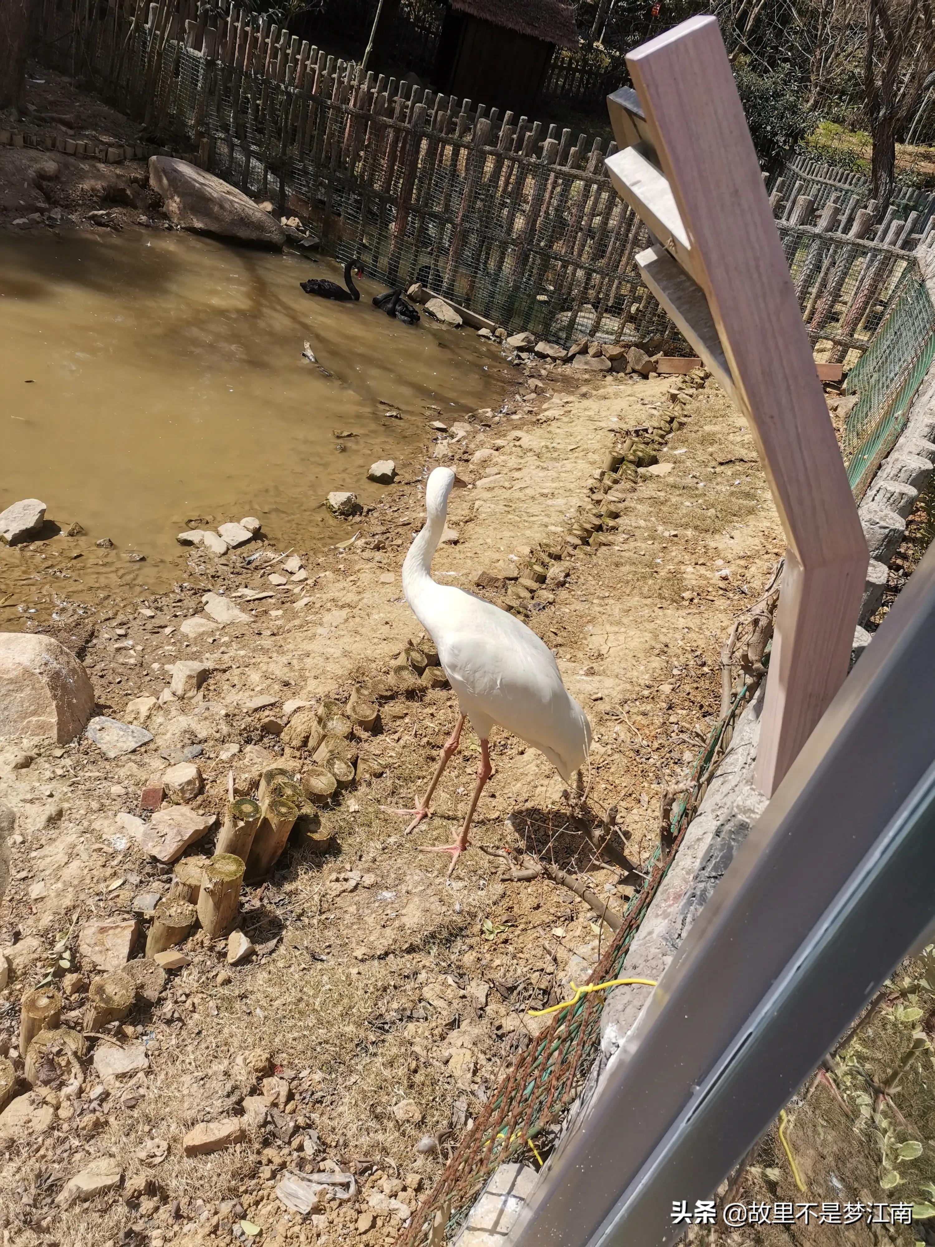 百鸟园儿童乐园,百鸟公园儿童乐园