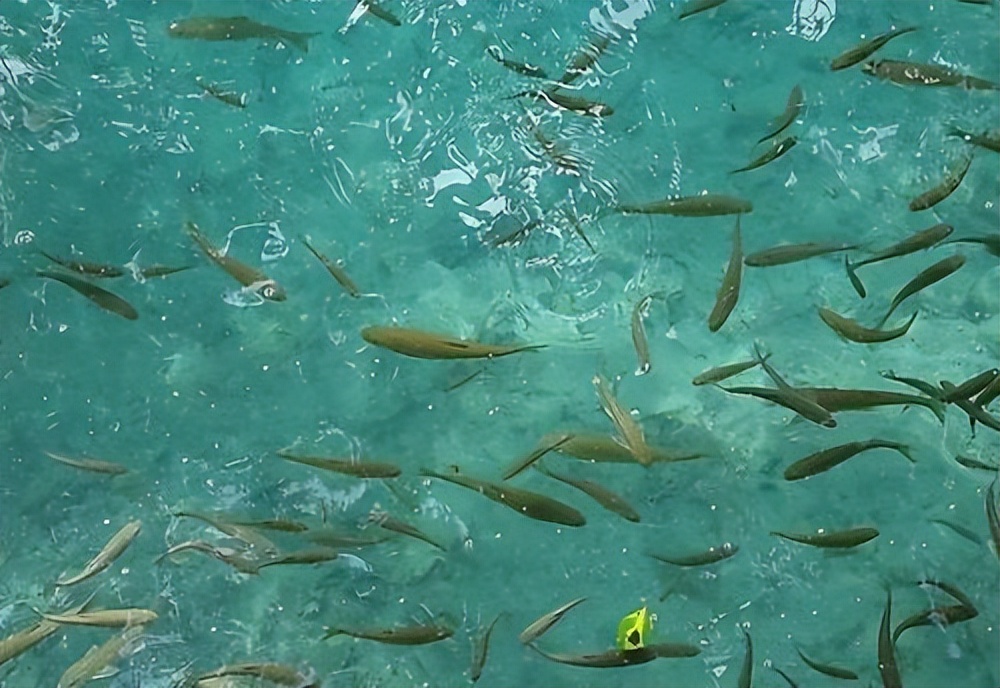 重庆城口鱼贵不贵,三峡特产清江鱼块