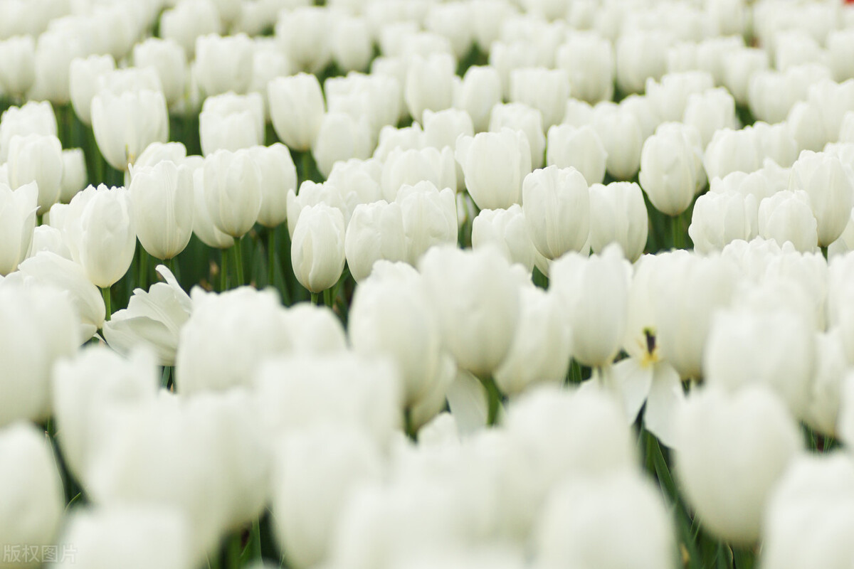 郁金香,郁金香开完花后怎么处理