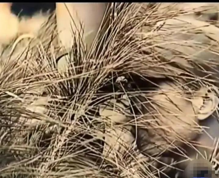 桂南会战中日两军的攻坚点,中日北部湾海战