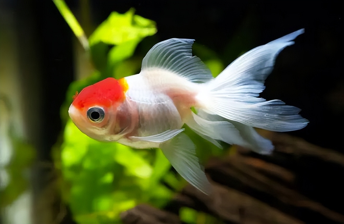 十种适合新手养的宠物鱼,哪些鱼能当宠物鱼养殖用