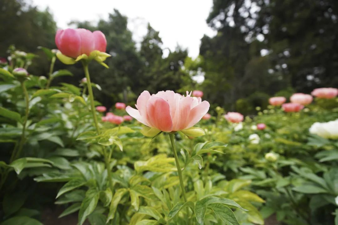 索尼fe16-35f4镜头,索尼fepz16-35mmf4g镜头