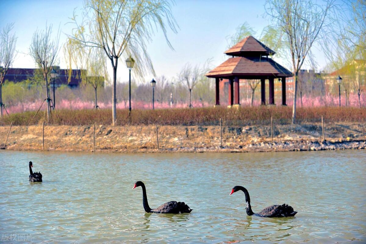 100首关于春天的经典诗词,经典诗词十首春