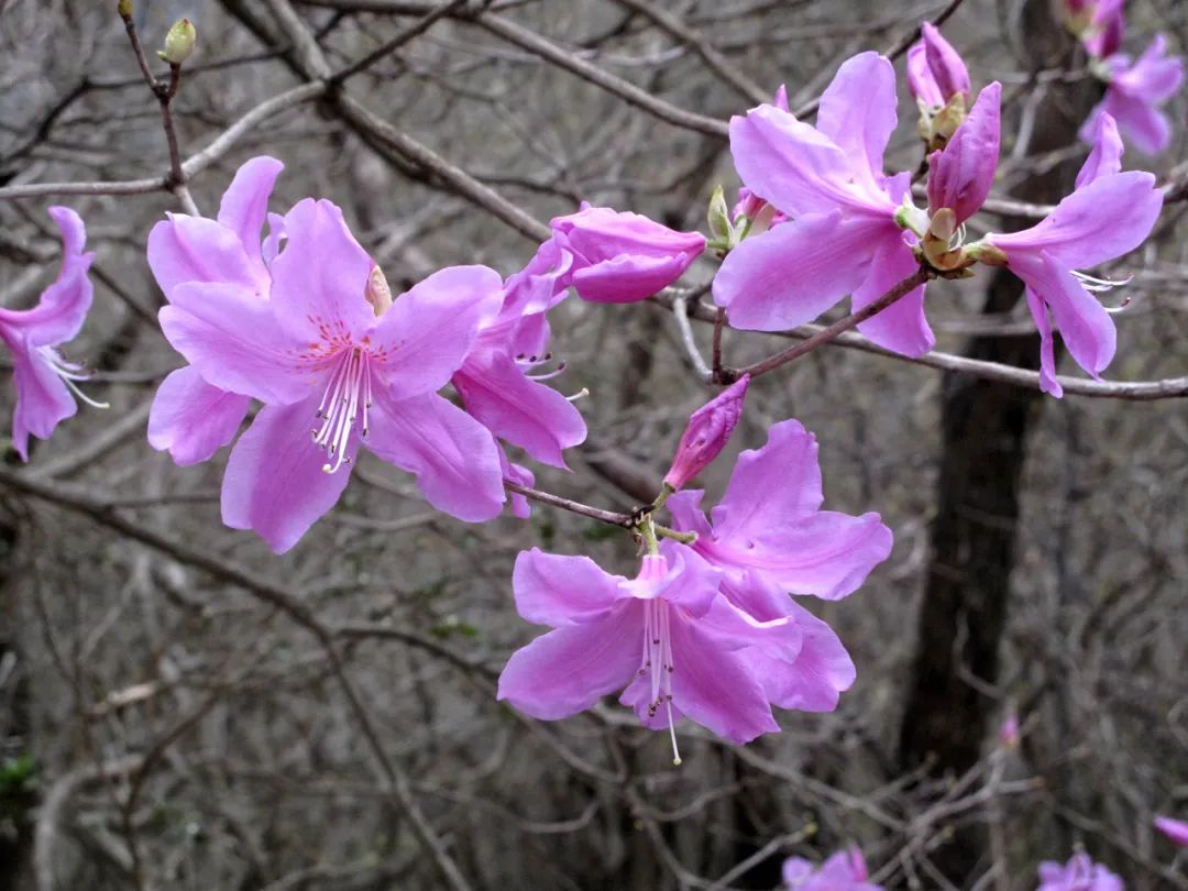 四明山华顶杜鹃,浙东华顶杜鹃群落