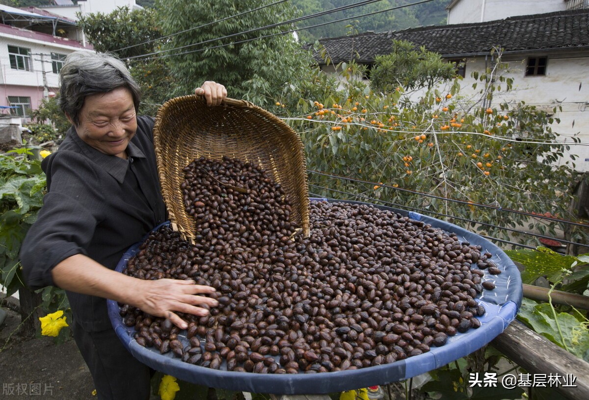 中国特有干果,中国特有的坚果香榧