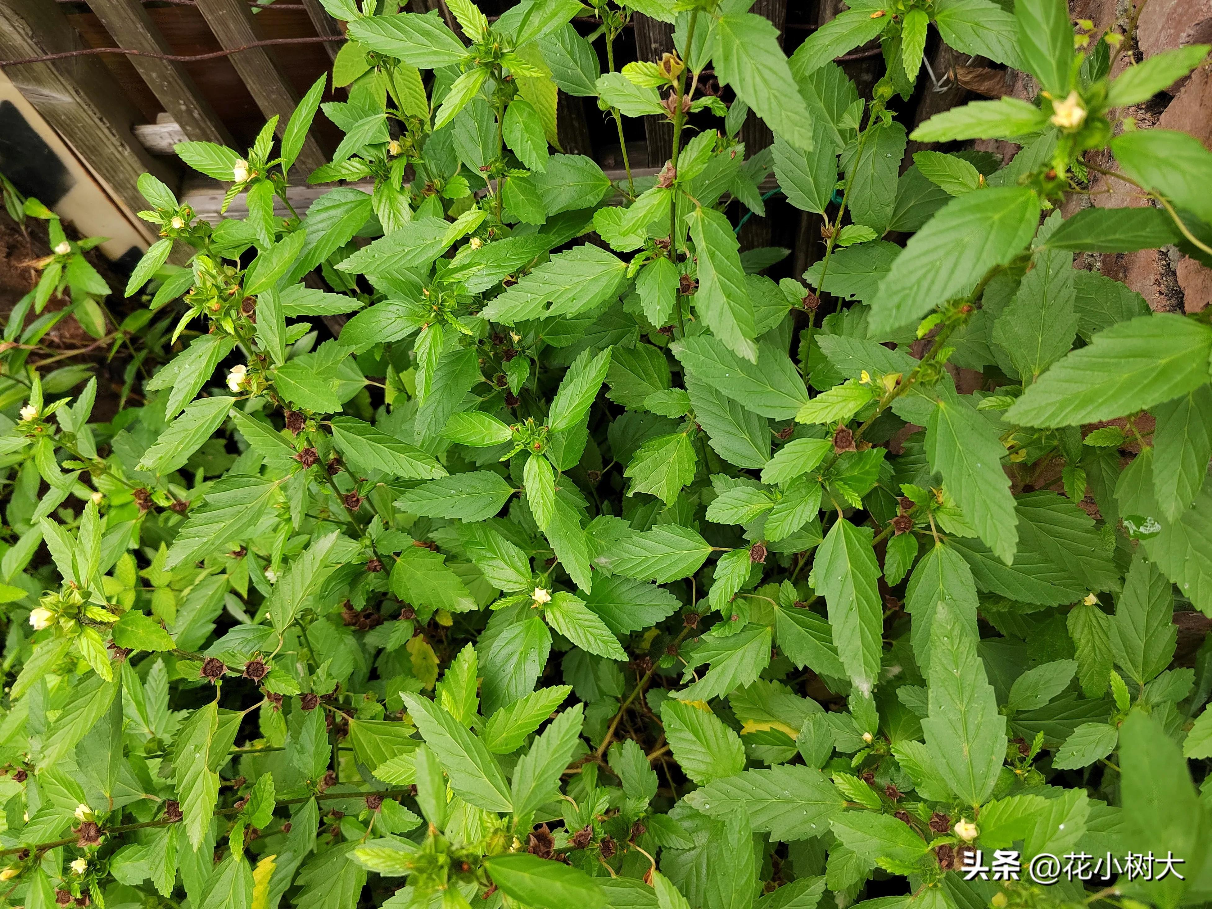 植物图鉴菊花,植物视频实拍