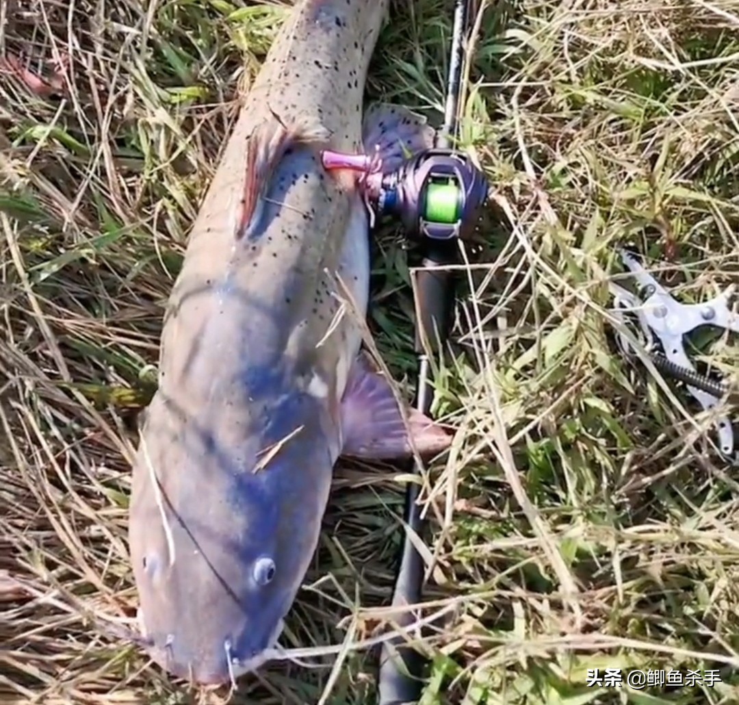 牢底坐穿鱼为什么会被抓,牢底坐穿鱼后续