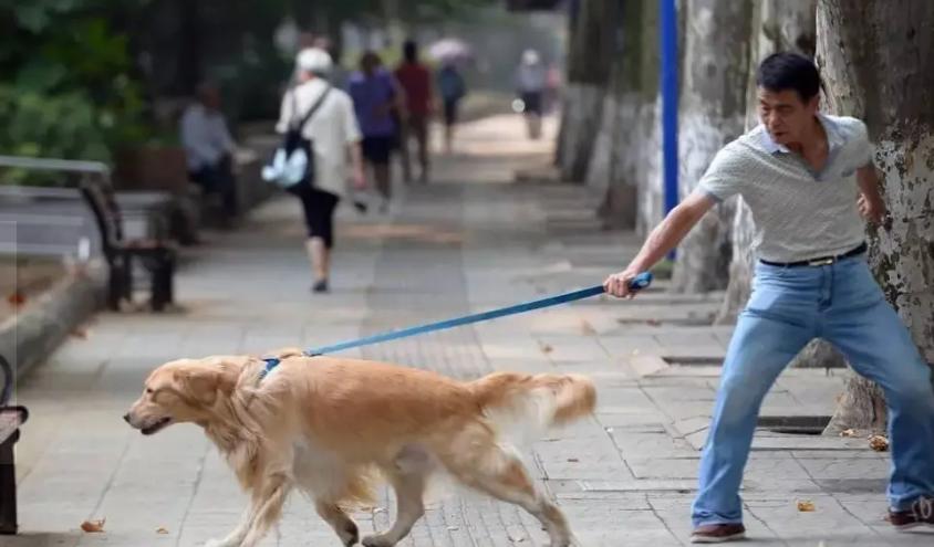 经常不遛狗会给主人带来什么祸害,不经常遛狗会怎样