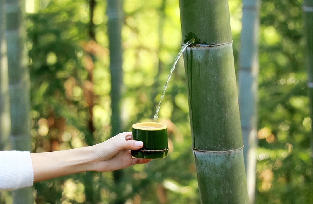 竹子做的酒真的能喝吗,竹子灌酒为什么酒没有了