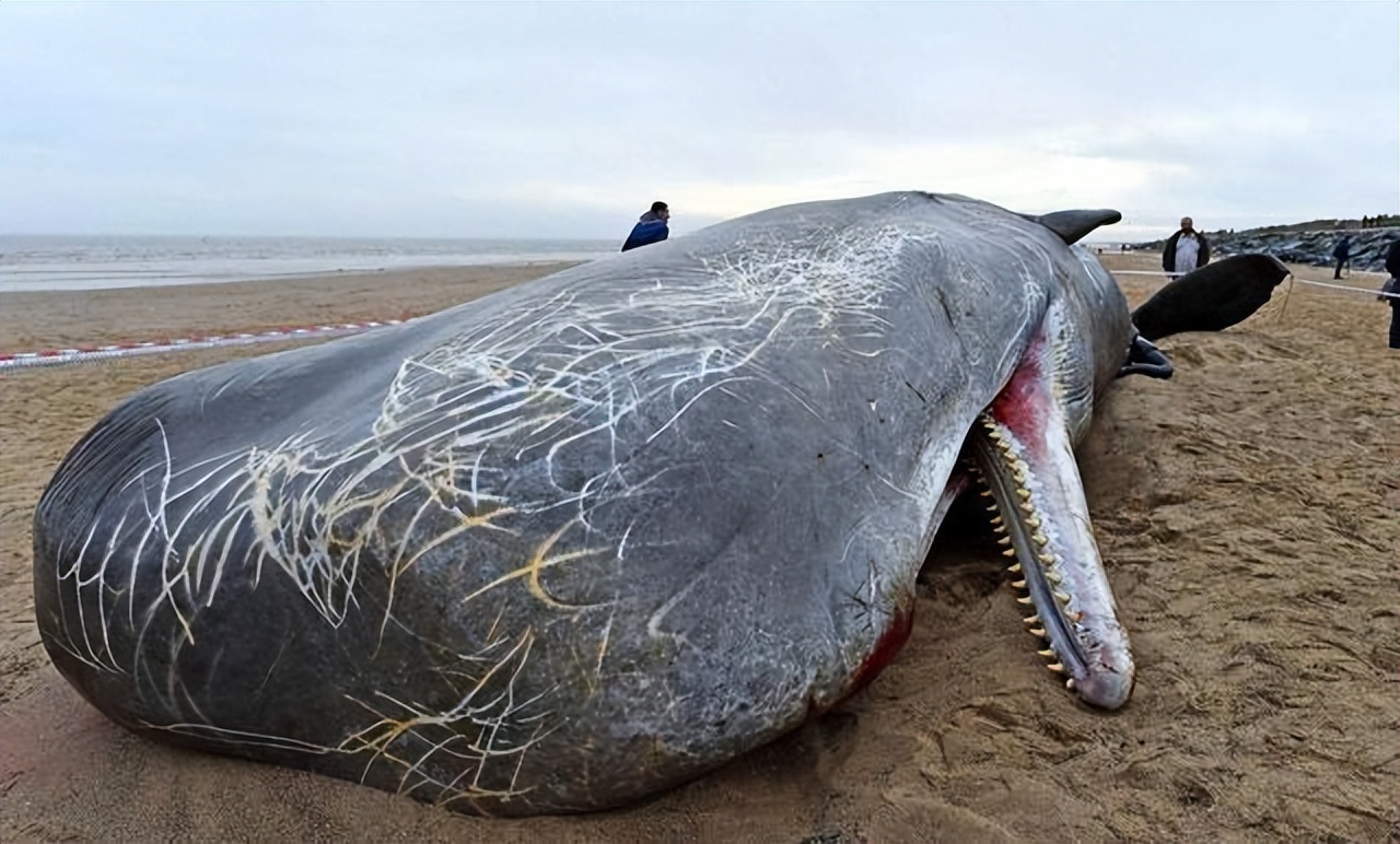 诡异的鲸,最诡异的鲸