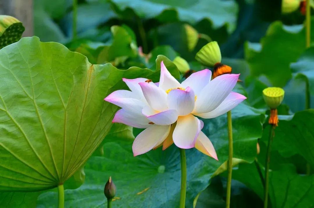 华山论道：寓意很好的八个汉字，代表八种人生智慧