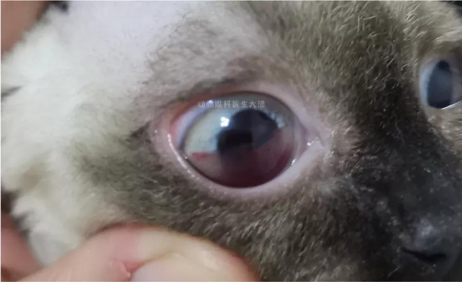 单只眼睛出血的治疗方法,猫眼睛结膜出血反复怎么办