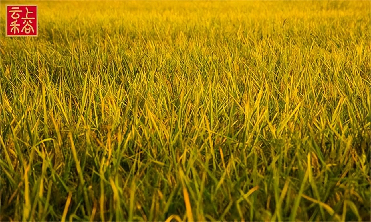 怎么鉴别真假稻花香,如何辨别稻花香