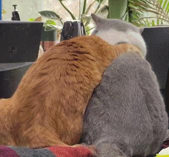 养公猫还是母猫对比视频,养公猫好还是母猫好