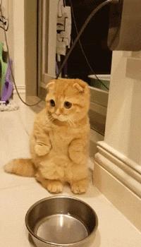 养猫一年后发现了13个神奇现象,养猫久了人会得什么病