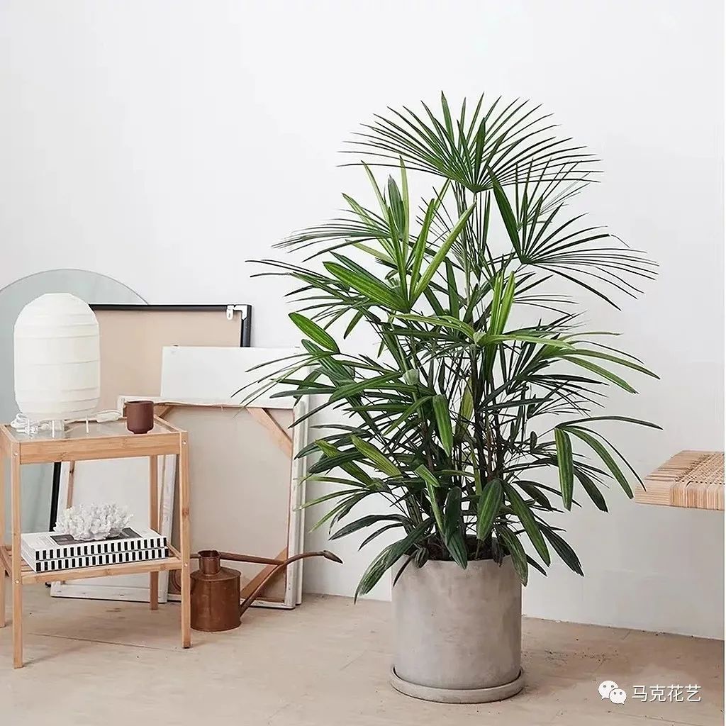 马克花艺｜送对花表对意，别让好心办坏事