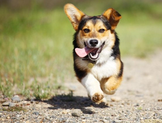 狗狗毛发粗糙用什么洗护,狗狗的毛发不顺最简单的方法