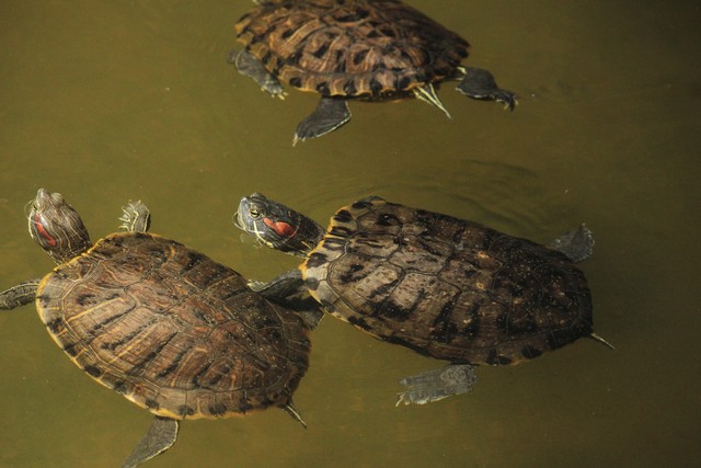 巴西龟归属于哪里的,巴西龟出现的年代