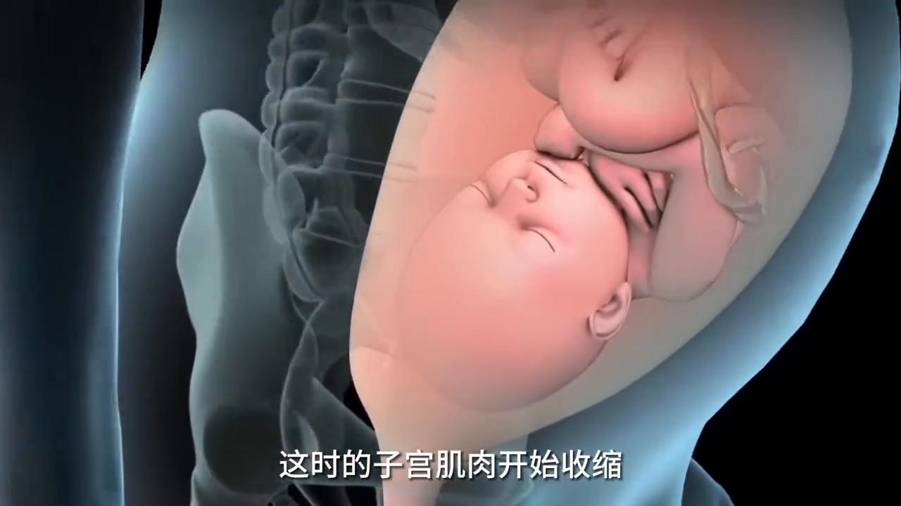 人类胎儿分娩过程,胎儿分娩过程三维动画