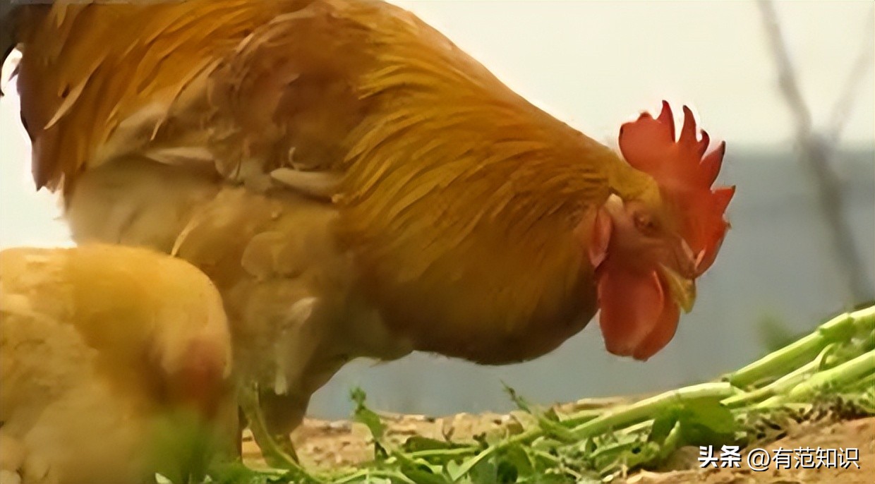 湖南小伙5000亩地养10只鸡,湖南小伙5000亩地只养十只鸡