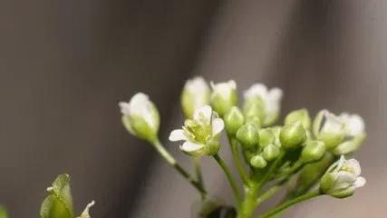 荠菜是一种野菜,荠菜又叫什么菜它的功效