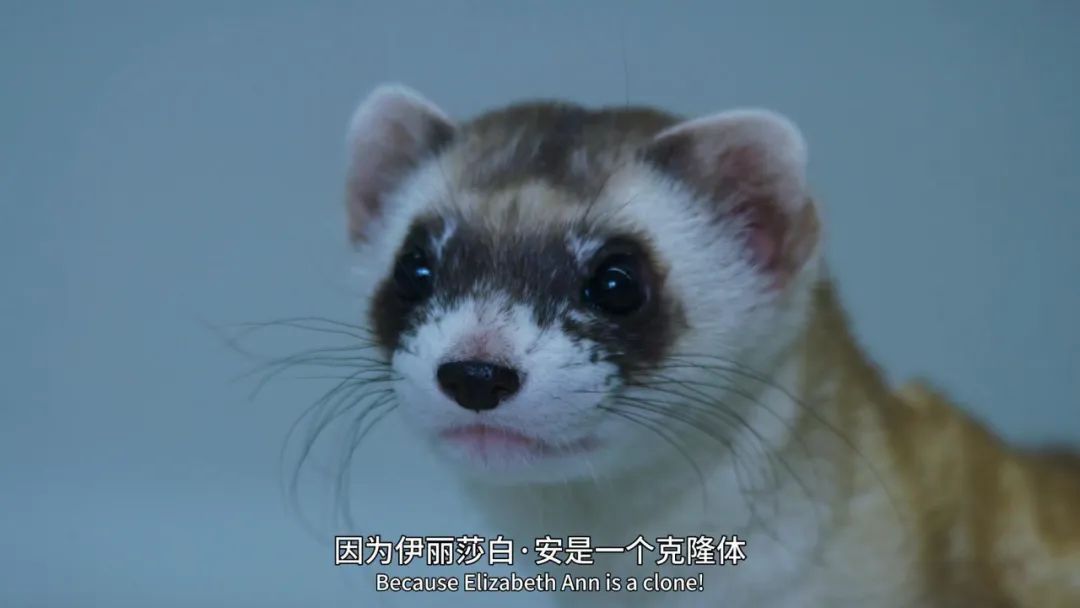 原来它们也有“性丑闻”，这片看完让我大开眼界