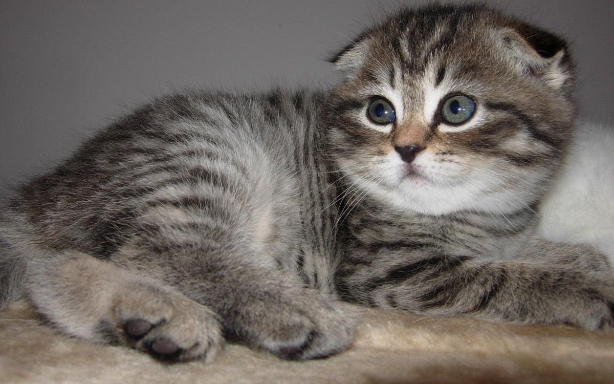 基因缺陷的人造杂交鱼，竟给台湾省赚到20亿外汇？背后真相太残忍