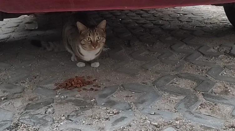 流浪猫度过严寒,流浪猫狗最难熬的日子