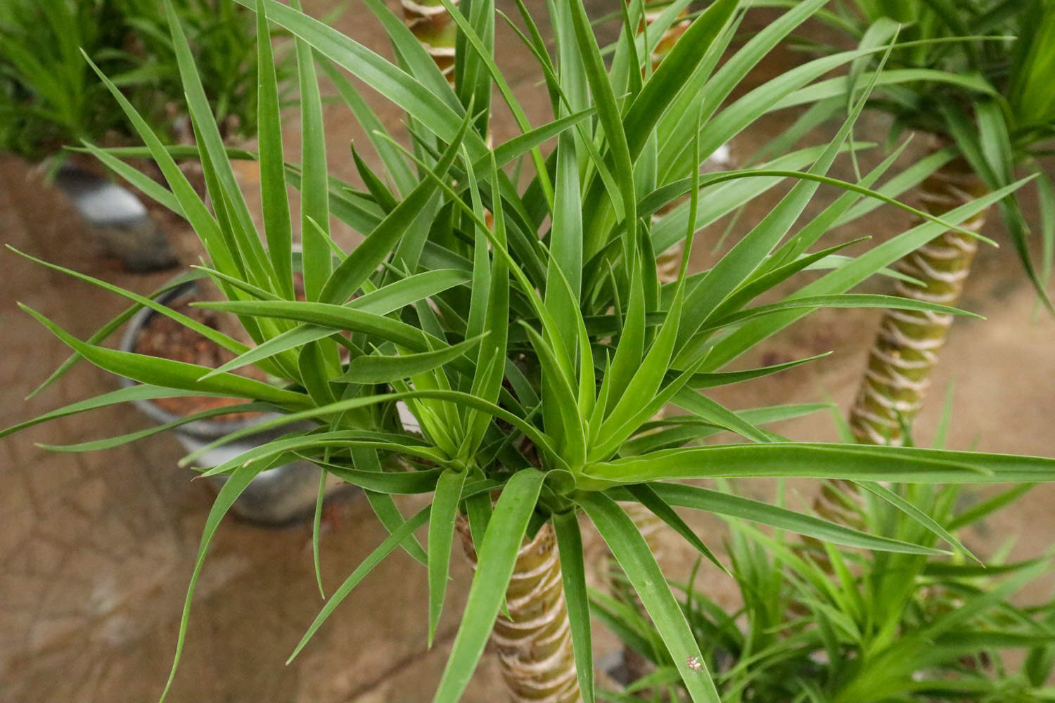 十大最适合放客厅的绿植,适合客厅放的好养的大绿植