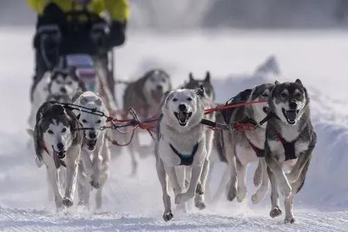阿拉斯加被卖后悔吗,贱卖阿拉斯加的来龙去脉