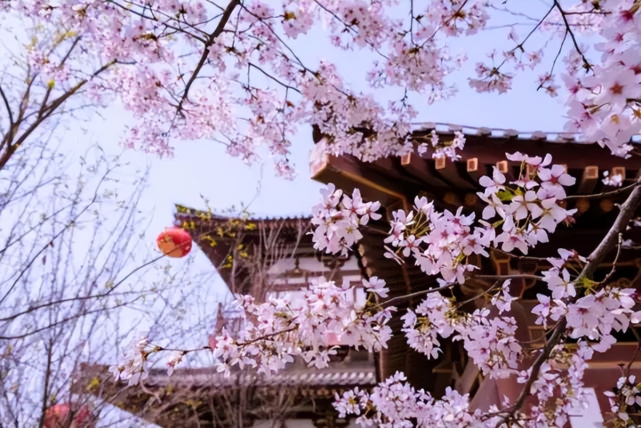 看樱花不知道去哪十大赏樱圣地,全国赏樱地图出炉樱花全面绽放