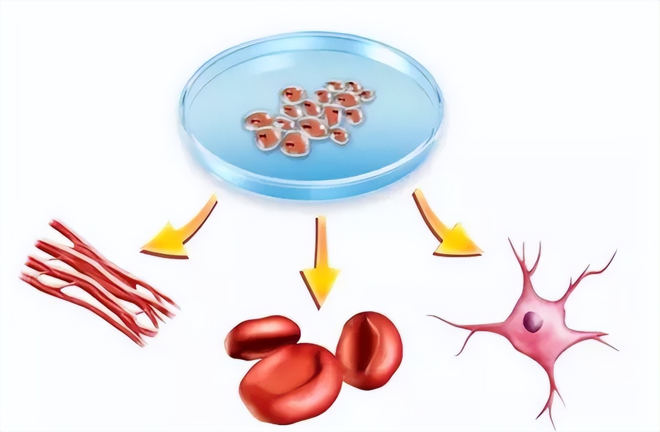 21世纪是基因的时代,细胞治疗时代已经到来