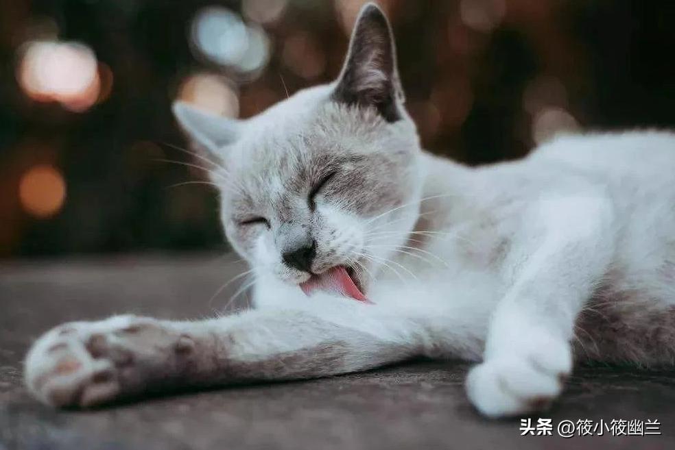 猫咪的习性和外形简单描写,猫咪的习性及常见疾病