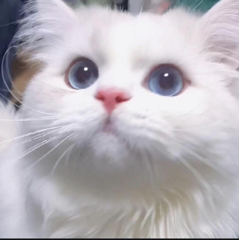 天气一冷猫就打喷嚏流鼻涕不吃饭,天气一冷猫就会失去爪子