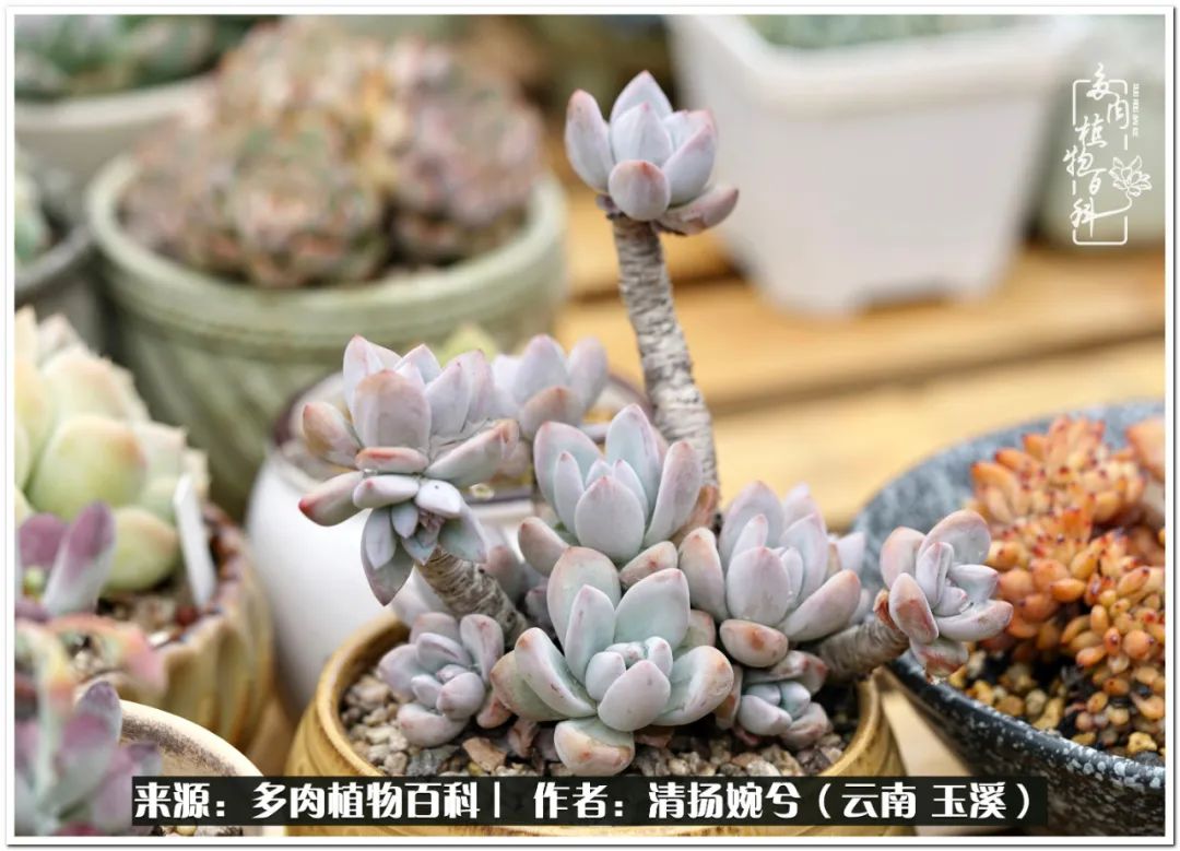 夏天好养颜值高的多肉,可爱的小多肉