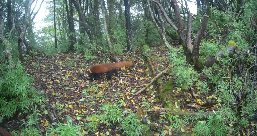 我们先去看熊猫吧英文,我们来了参观熊猫基地视频