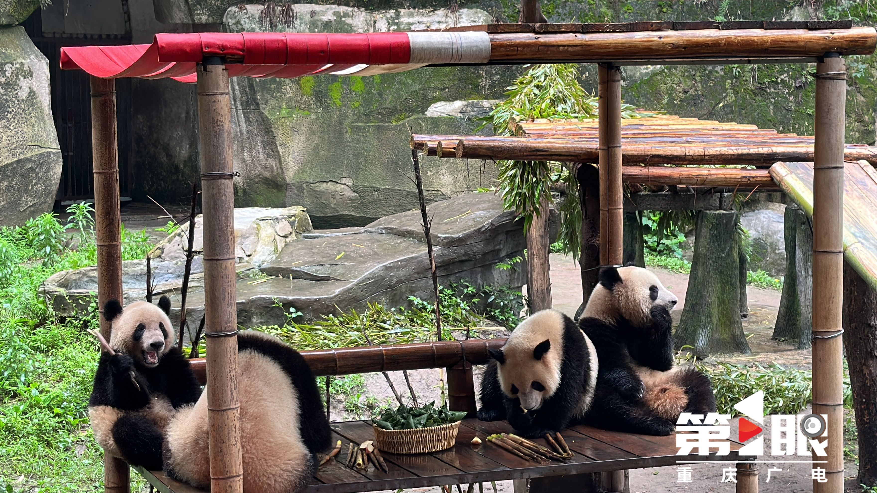 五年来“最火”端午收官,端午重庆人适合去哪玩