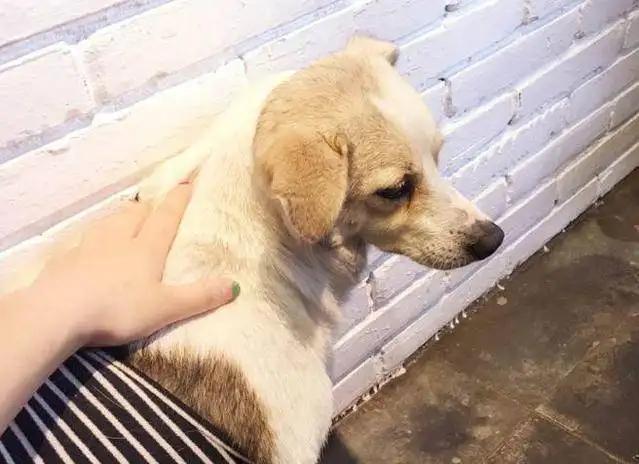 正确撸狗法,正确的撸狗姿势是什么样的