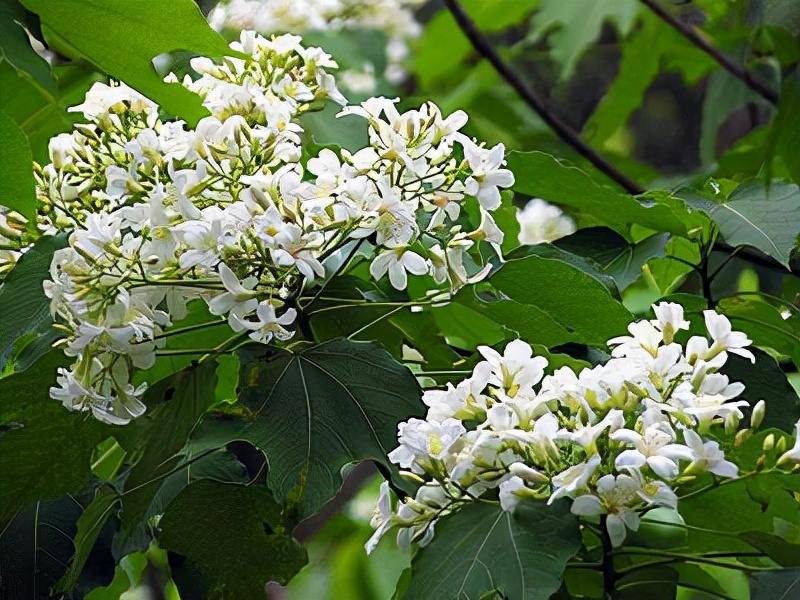 常见有毒花千万别碰,世上有毒的花和植物