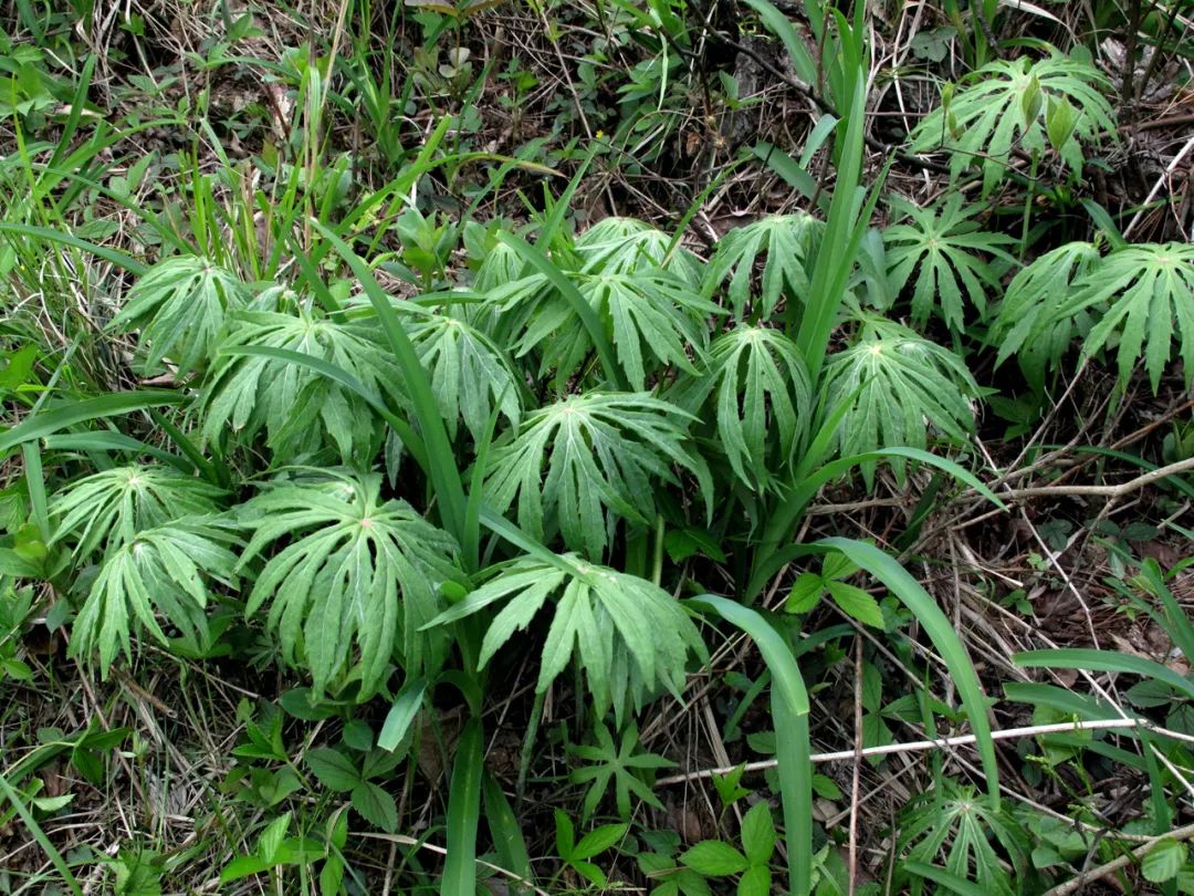 四明山华顶杜鹃,浙东华顶杜鹃群落