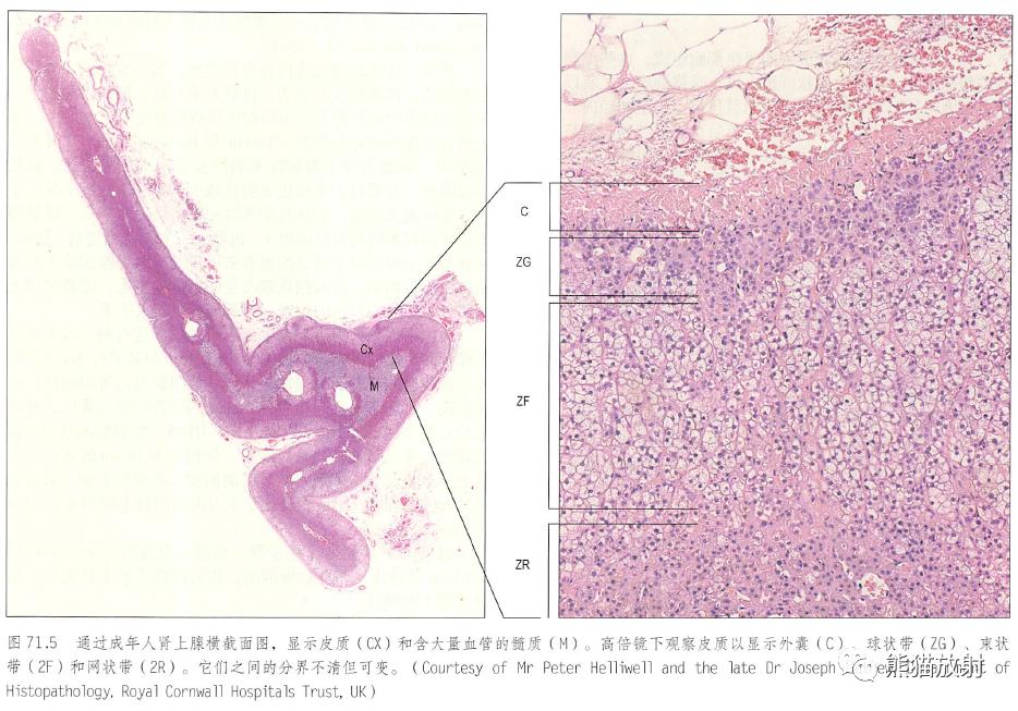 输尿管和髂血管解剖,脾胰解剖图