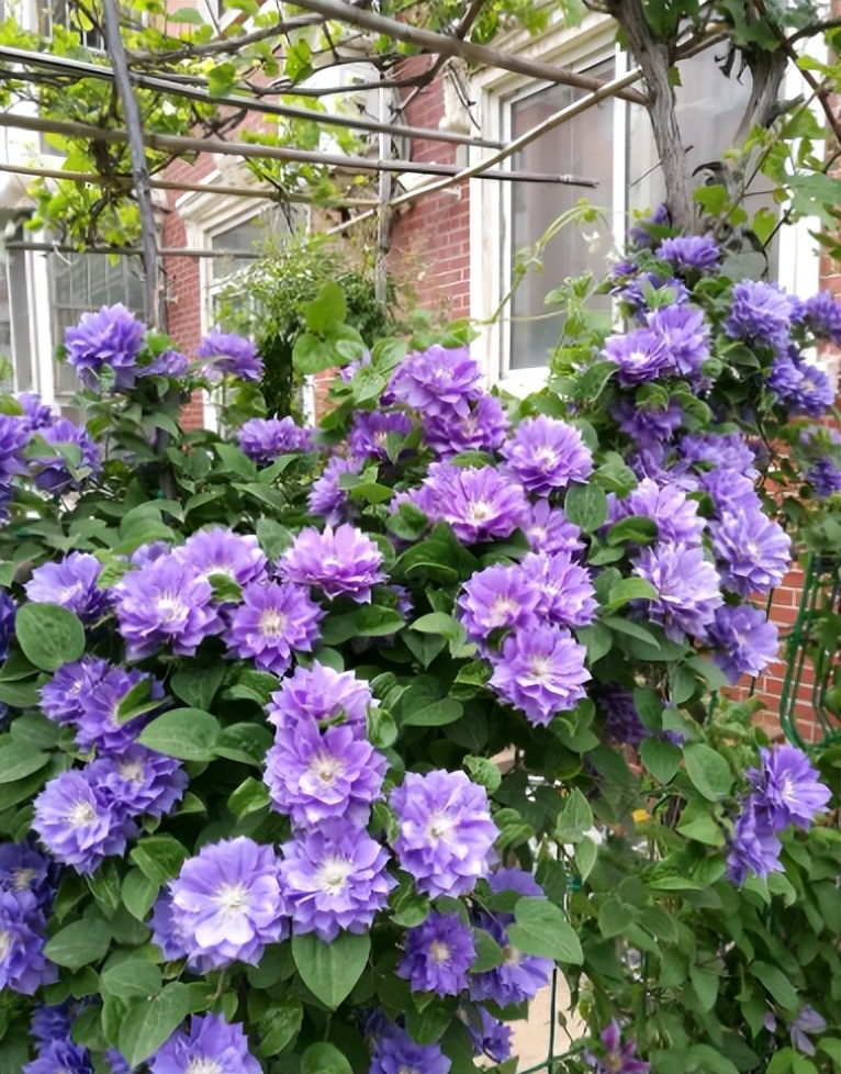 小院大门口种什么爬藤花漂亮,院子做花园