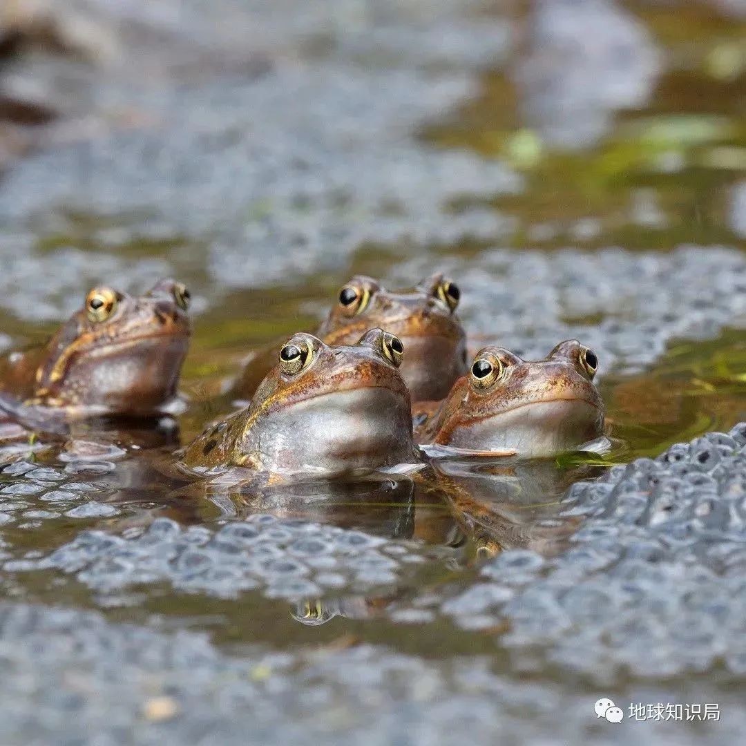 他们，做了一个违背祖宗的决定！|地球知识局