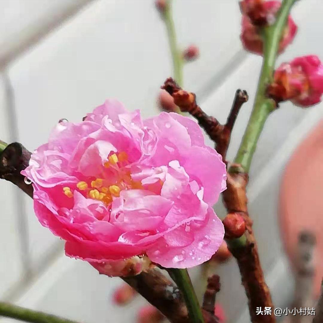 我和我的心理学结缘,我作为一名心理咨询师的感悟