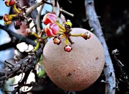 菩提树风景视频,菩提树唯美视频
