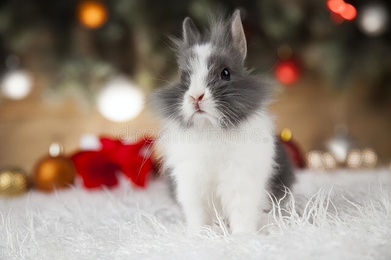 幼儿户外小兔跳圈教案,幼儿园小兔跳圈接力赛