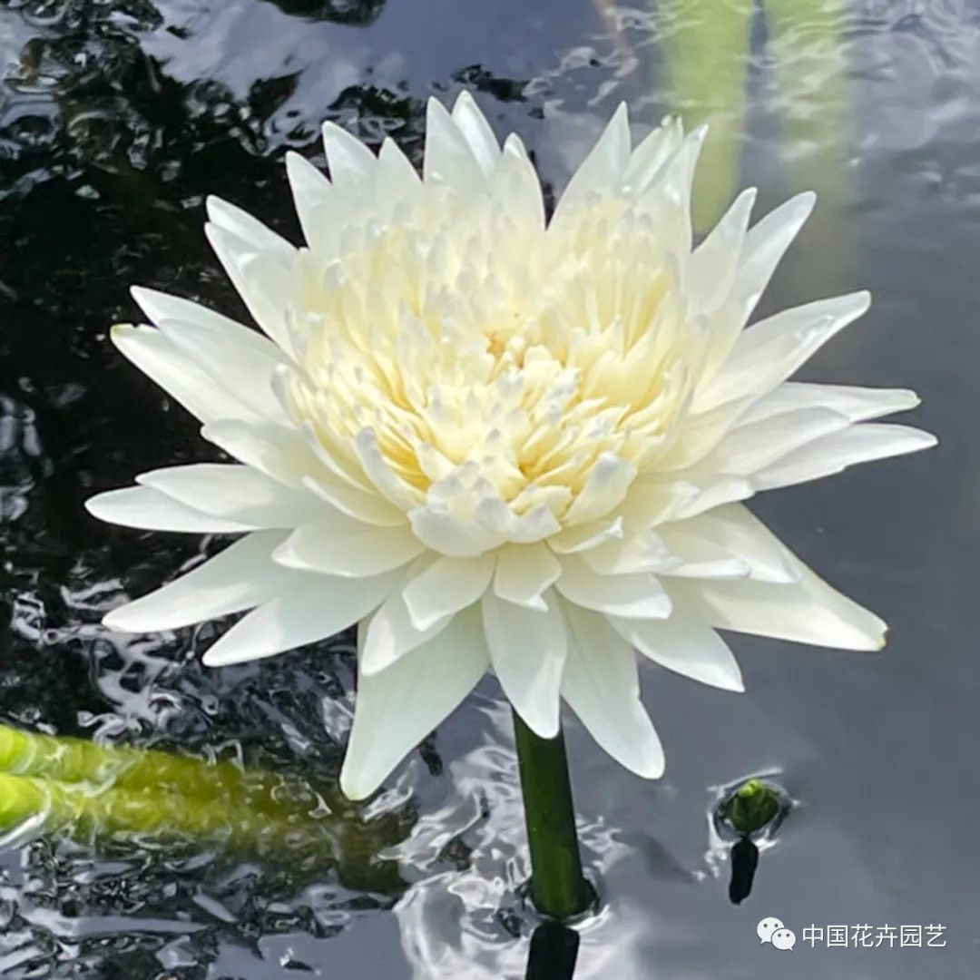 00后培育3个睡莲新品种获国际认证,睡莲热门品种