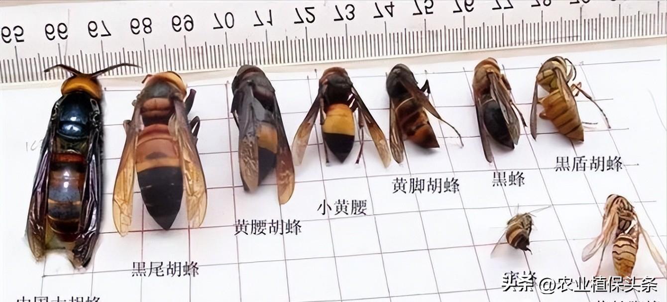 螨类害虫的农业防治措施,农业昆虫与害虫防治