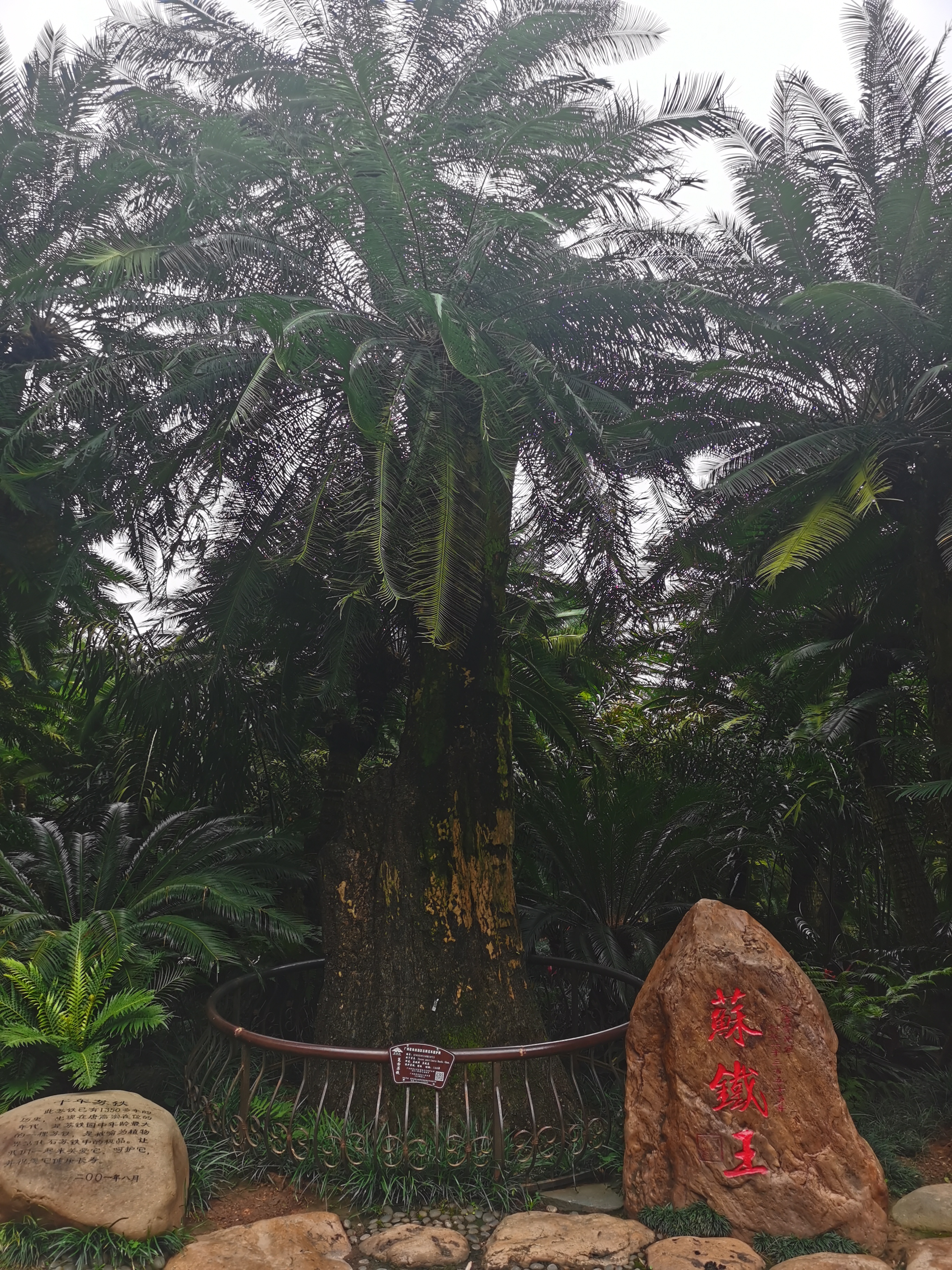 南宁铁树开花图片,青秀山上的铁树开花视频