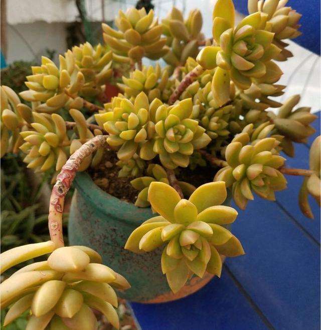 爱徒长的黄丽别嫌弃，3月控一控，养成漂亮“宝石花”